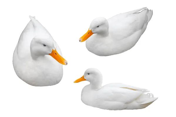 Három fehér kacsa, a különböző pozíciókban, elszigetelt fehér background. — Stock Fotó