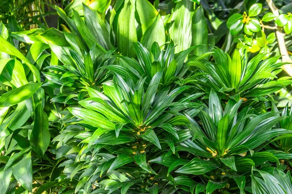 Arbustos grossos plantas verdes escuras na estufa . — Fotografia de Stock