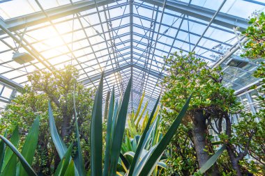 Güzel egzotik bitkiler, kaktüs ve succulents sera içinde.