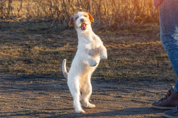 纯种的杰克·拉塞尔泰瑞尔狗在大自然中的草地公园春日。执行主机的技巧和命令。为人父母, 在有回报的情况下得到待遇. — 图库照片