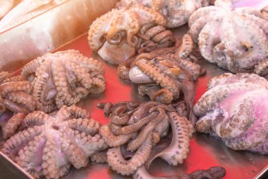 Balık pazarının tezgahında taze yakalanmış ahtapot vulgaris.