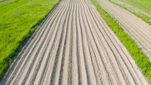 Sembrando Surcos Tierra Para Plantar Plantas Agronómicas Entre Campo Hierba — Vídeo de stock