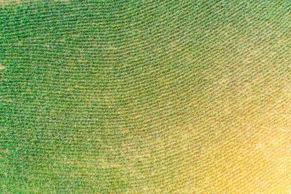 Vista aérea del campo plantando hileras de cultivos de maíz . — Foto de Stock