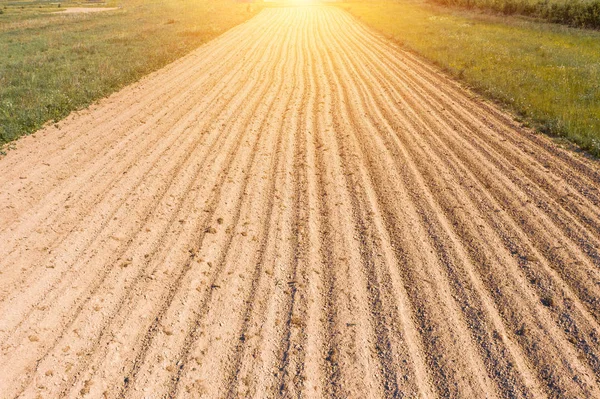 Top aerial view of on furrows line freshly planted agriculture plants in the soil. — Stock Photo, Image