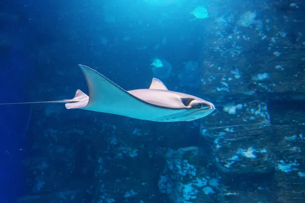 Pijlstaartroggen zwemmen op de blauwe zee. — Stockfoto