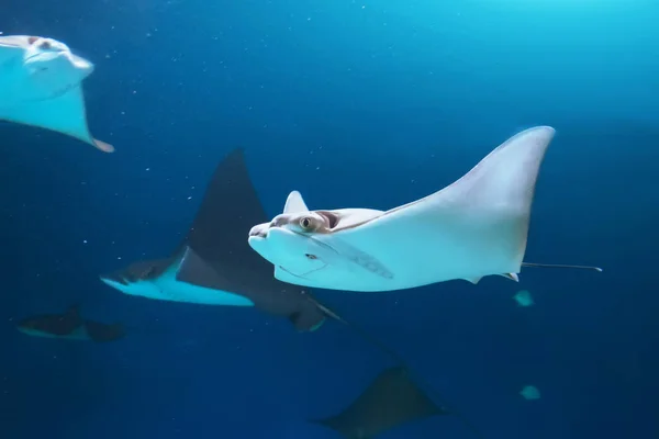 Manada de mantarrayas nadan en el mar azul . — Foto de Stock