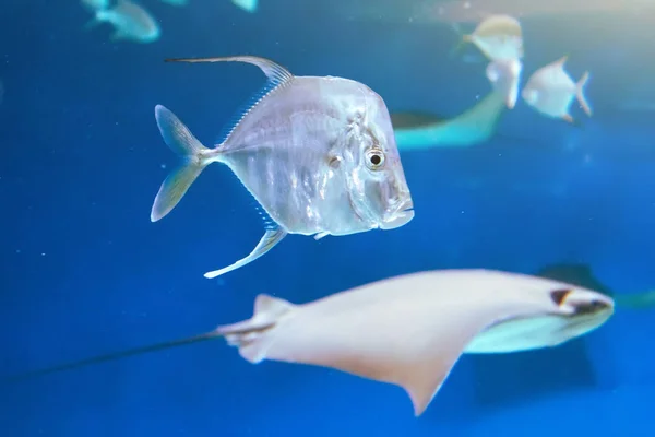 Havsfisk och stingrays simmar på det blå havet. — Stockfoto