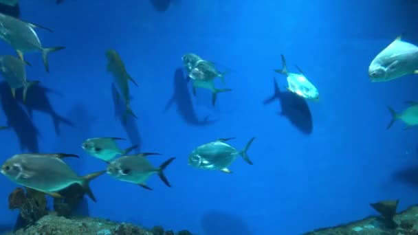 Widok Akwarium Głębinowe Dużą Ilością Pływających Ryb Węży Rekiny Moray — Wideo stockowe