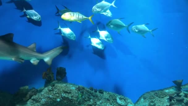 欣赏深海水族馆 那里有很多漂浮的鱼 鲨鱼和鳗鱼 水下海洋世界背景 — 图库视频影像