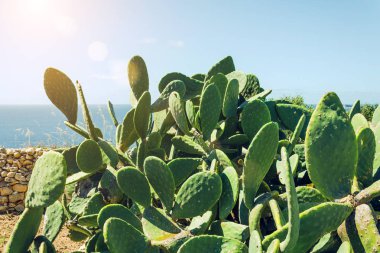 Subtropiklerde dikenli armut kaktüsünün büyük çalılıkları.