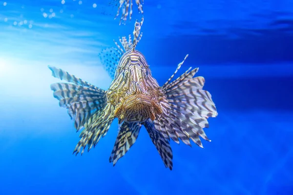 Nebezpečný Lionfish Zebra mořský v mořské vodě. — Stock fotografie