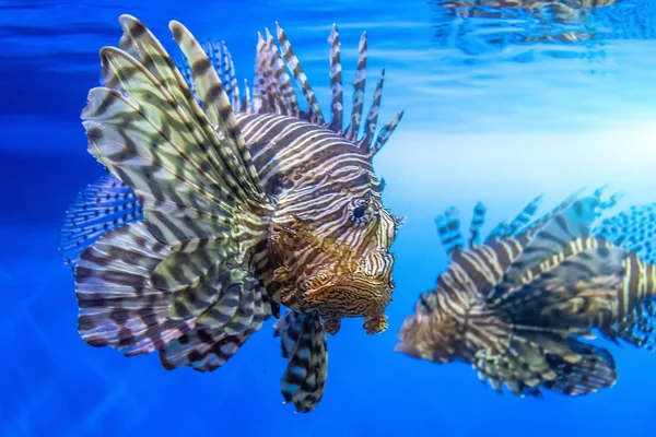 Pár veszélyes Lionfish Zebra hal tengervízben. — Stock Fotó