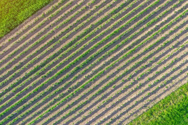 Plowed mark med gröda plantering, utsikt från luften från höjden. — Stockfoto