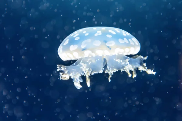 Jellyfish among deep sea waters and bubbles, microcosm. — Stock Photo, Image