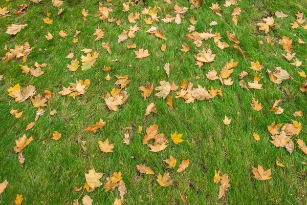 秋の緑の草の芝生の上の葉します。. — ストック写真