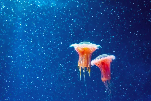 Rode kwallen tussen diepzee koud water en bubbels, microkosmos. — Stockfoto