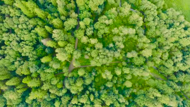Letecký Pohled Letní Zelené Stromy Smíšených Opadavých Lesích Evropy — Stock video