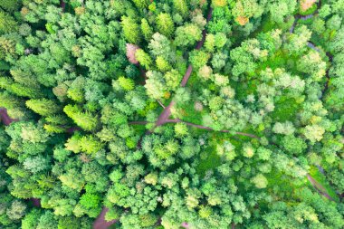 Avrupa arka plan karışık yaprak döken ormanlarda yaz yeşil ağaçların havadan üst görünümü.