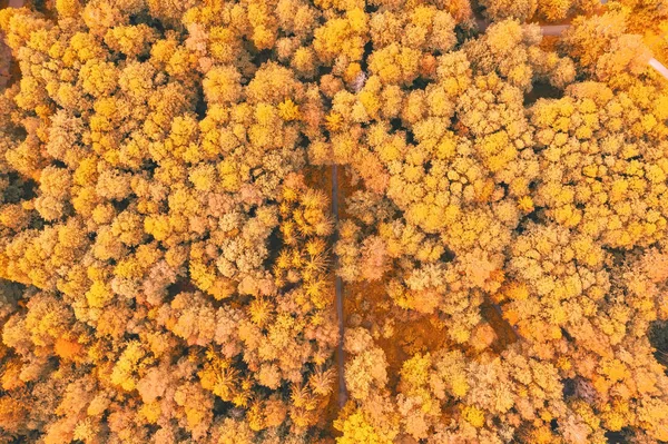 Otoño árboles de color amarillo brillante en un parque con rutas de senderismo, vista aérea hacia abajo . — Foto de Stock