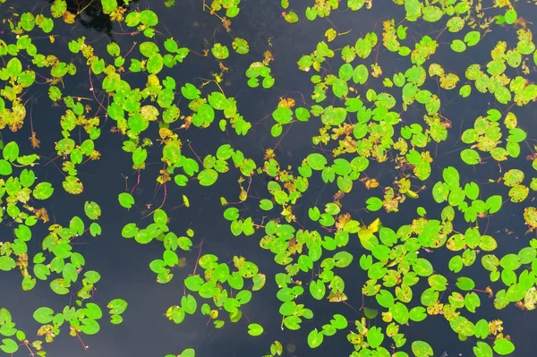 Water lily leaves on water in a pond, aerial top view look down. — Stock Photo, Image