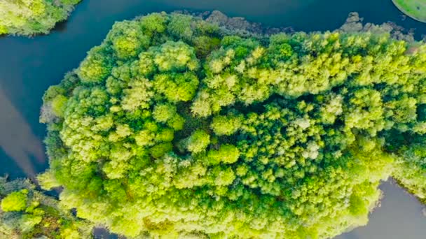 ヨーロッパの背景の混合落葉林の夏の緑の木の空中トップビュー — ストック動画