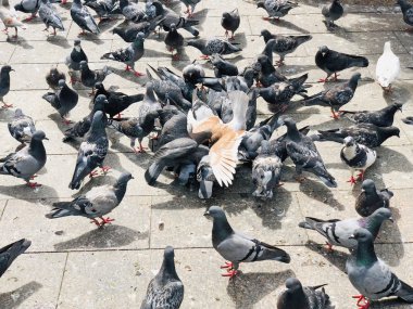 Kent meydanında beslenen büyük güvercin sürüsü.