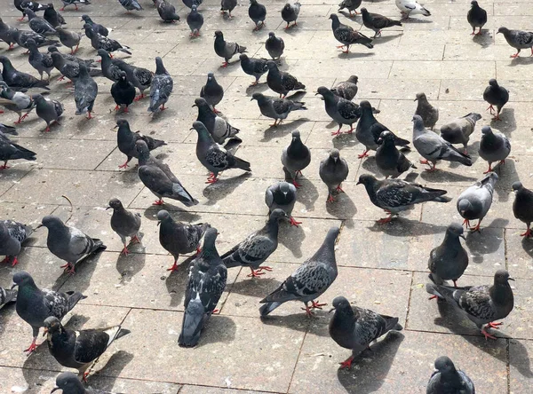 Grote kudde duiven voeden in het stadsplein. — Stockfoto