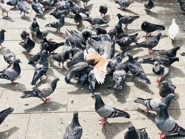 Kent meydanında beslenen büyük güvercin sürüsü. — Stok fotoğraf