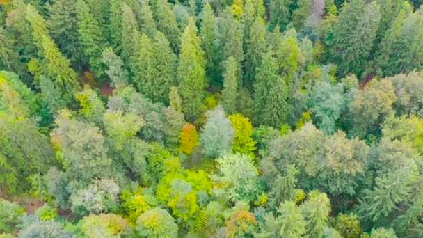 Vista Aérea Superior Floresta Colorida Belas Coroas Brilhantes Árvores Temporada — Vídeo de Stock