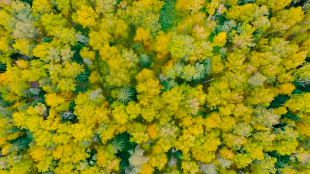 Sonbahar Avrupa Ormanı Üzerinde Uçuş Havadan Üst Görünüm — Stok video