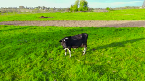 Pascolo Mucca Prato Una Zona Rurale Villaggio Sera Divano Prima — Video Stock