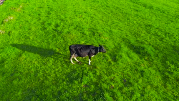 우유를 저녁에는 소파에서 시골의 목초지에서 시들게하는 — 비디오