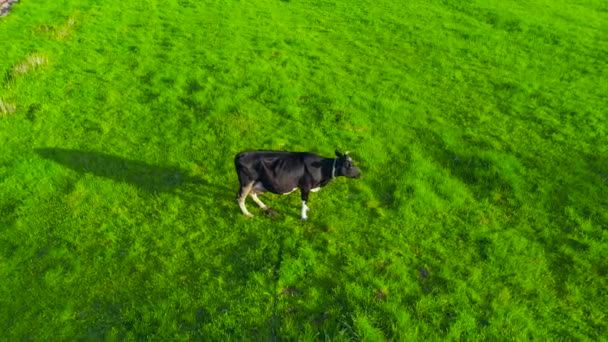 Grazing Cow Meadow Rural Area Village Evening Couch Milking Milk — Stock Video