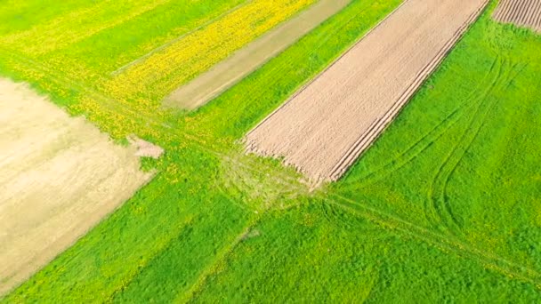 Oiseaux Vue Paysage Rural Été Avec Des Champs Florissants Fleurs — Video