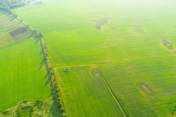 Green fields and rural roads aerial view before harvest at summer