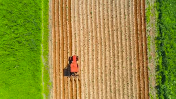 Tierra Pulverización Alrededor Plantas Hortícolas Agrícolas Utilizando Tractor Maquinaria Agrícola — Vídeo de stock