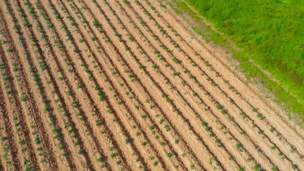 Plowing Land Furrows Planting Agronomical Plants Countryside Aerial View — Stock Video