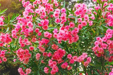 Tropikal bir parkta yemyeşil ve gür bir zakkum çalısı.