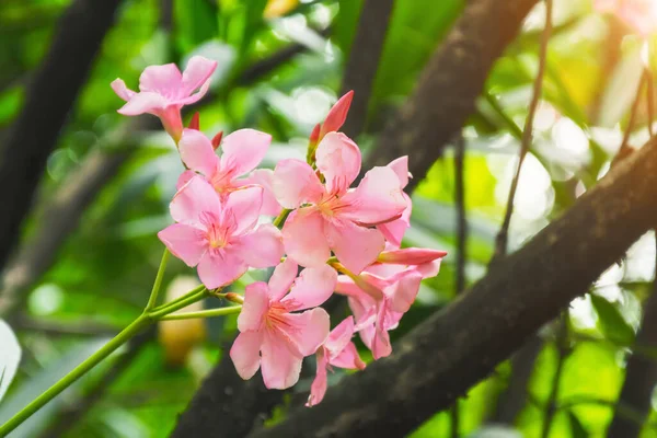 Růžový Květinový Oleander Květenství Zblízka Pohled — Stock fotografie