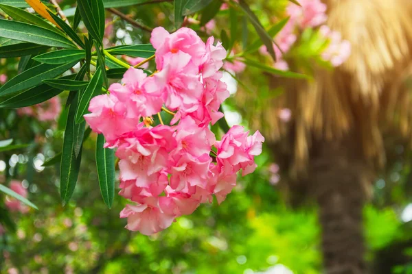 Růžové Nasycené Oleandr Květenství Zblízka Pohled — Stock fotografie