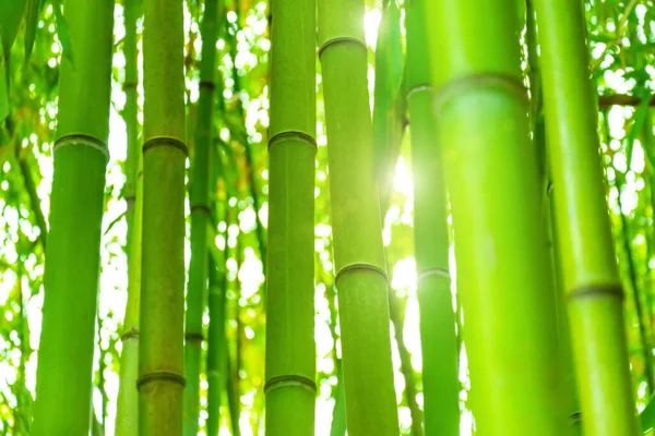 Floresta Bambu Moitas Com Luz Brilhante Sol Troncos Fechar Verde — Fotografia de Stock