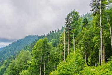 Çam ağaçları ve diğer kozalaklı ormanlarla sarp dağ yamaçları, bir yaz günü bulutların manzarası.