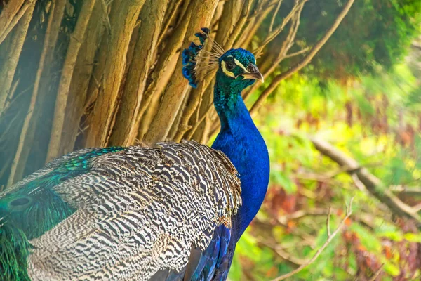 Peacock Bird Close Bush Subtropical Park — Stock Photo, Image