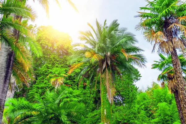 Különböző Tenyerek Vastagsága Egy Trópusi Mediterrán Parkban — Stock Fotó