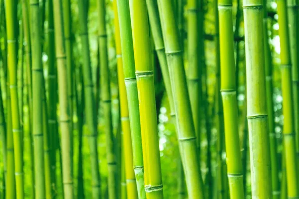 Bambu Ormanı Çalılıklar Gövdeler Yeşil Eko Dokuyu Kapatır — Stok fotoğraf