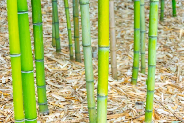 Baserna Bambustammar Med Rötter Som Växer Från Marken Täckta Med — Stockfoto
