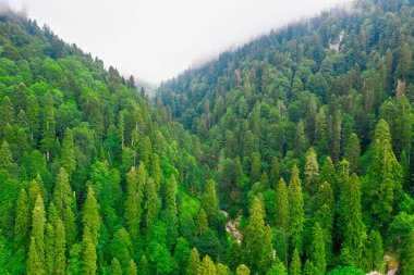 Yoğun kozalaklı ormanlı alçak bulutlu dağ geçidi
