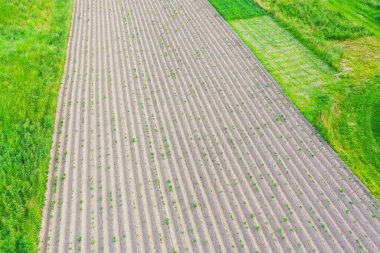 Tarımsal sebze bitkilerinin etrafındaki gübre toprağı sıralanmış sıralar, hava manzarası