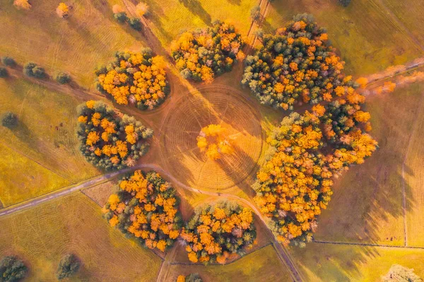 Aerial view of the a group trees planted in a circle in an autumn park with hiking trails, sunlight and forest shadows