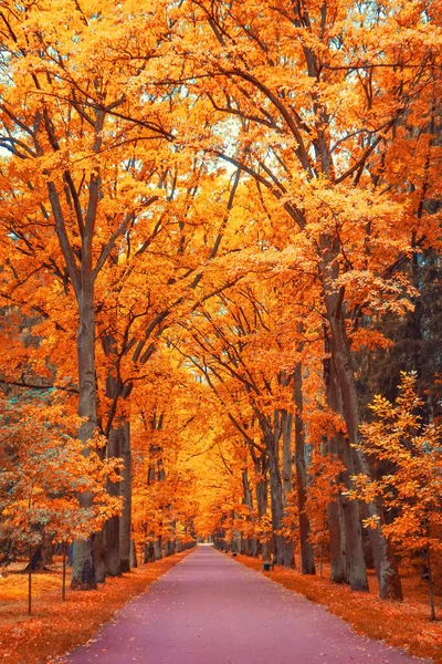 Аллея Оранжево Красных Карт Прогулочной Дорожке Парка Перспективе — стоковое фото